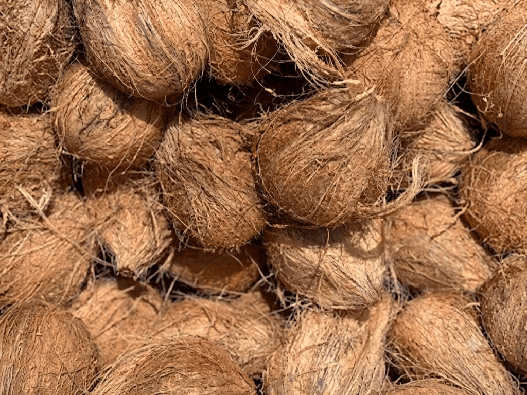 Coconut husks packed shell to shell, fibrous coir still on them in pale brown strands.